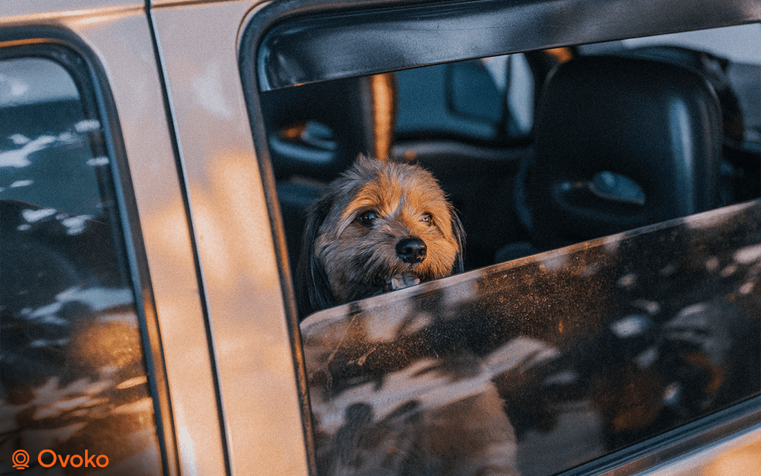 Trasporto cani in auto