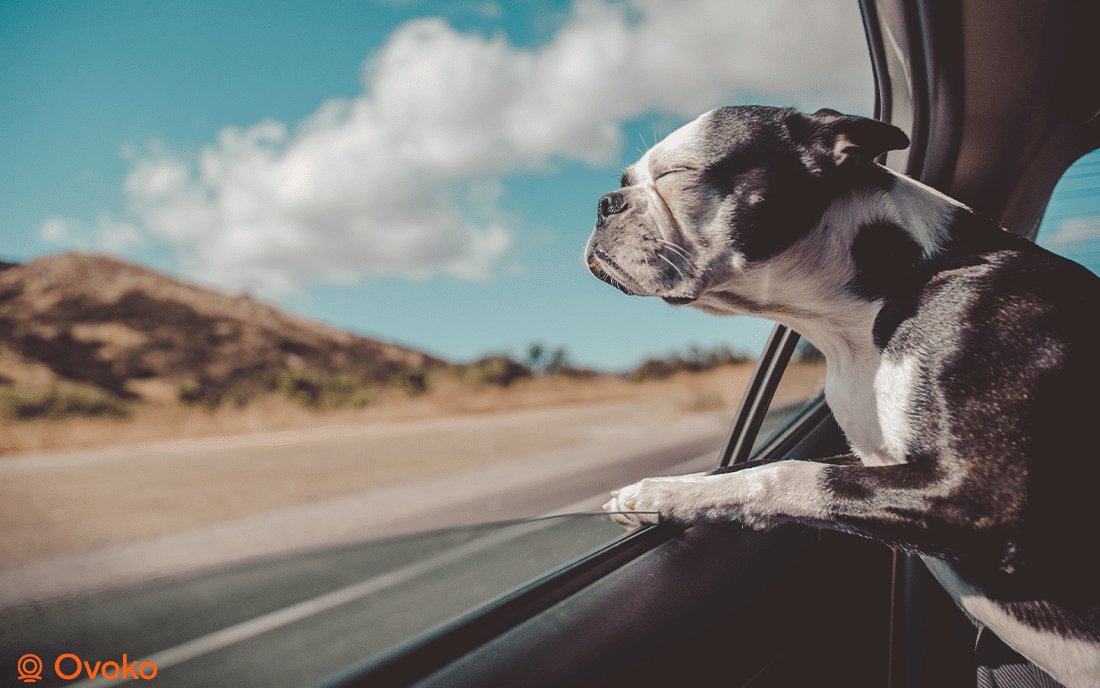 Trasporto cani in auto